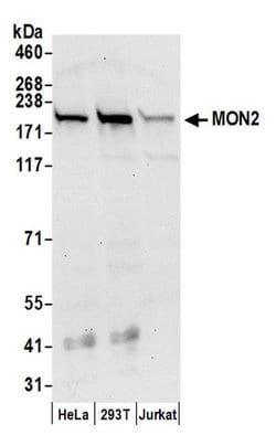 MON2 Polyclonal Antibody, Bethyl Laboratories 20 &mu;L; Unconjugated:Antibodies,