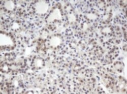 MORF4 Monoclonal Antibody (OTI5A8), TrueMAB , OriGene:Antibodies:Primary