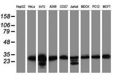 MORF4 Mouse anti-Canine, Human, Mouse, Rat, Clone: OTI5F2, lyophilized, TrueMAB 100 &mu;g | Buy Online | Origene Technologies | Fisher Scientific