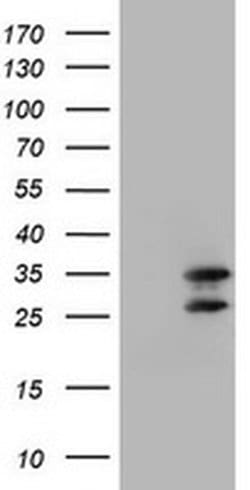 MORF4 Monoclonal Antibody (OTI1C8), TrueMAB , OriGene 100 &mu;L; Unconjugated:Antibodies,