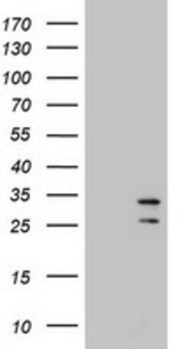 MORF4 Mouse anti-Human, Clone: OTI5A8, lyophilized, TrueMAB 100 &mu;g;