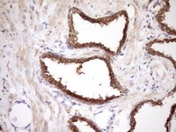 MORF4L1 Monoclonal Antibody (OTI5D2), TrueMAB , OriGene:Antibodies:Primary