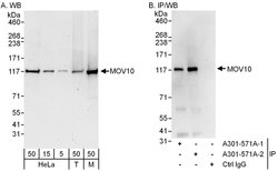 MOV10 Rabbit anti-Human, Mouse, Polyclonal, Bethyl Laboratories 100 &mu;L;