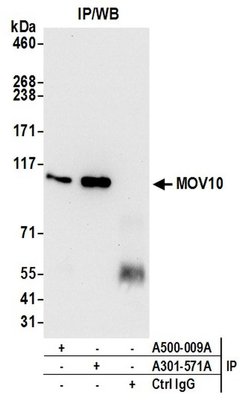 MOV10 Mouse anti-Human, Mouse, Clone: 15C1B8, Bethyl Laboratories 20 &mu;l;
