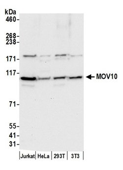 MOV10 Mouse anti-Human, Mouse, Clone: 15C1B8, Bethyl Laboratories 20 &mu;l;