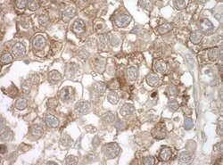 MOV10 Mouse anti-Human, Mouse, Clone: 15C1B8, Bethyl Laboratories 20 &mu;l;