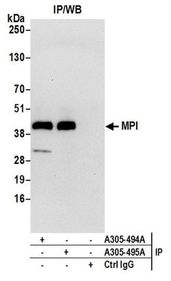 MPI Rabbit anti-Human, Polyclonal, Bethyl Laboratories 10 &mu;L; Unconjugated:Antibodies,