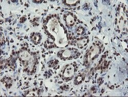 MPI Mouse anti-Human, Clone: OTI4G7, lyophilized, TrueMAB 100 &mu;g; Unconjugated:Antibodies,