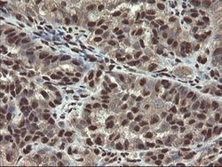 MPI Mouse anti-Human, Clone: OTI4G7, lyophilized, TrueMAB 100 &mu;g; Unconjugated:Antibodies,