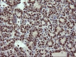 MPI Mouse anti-Human, Clone: OTI4G7, lyophilized, TrueMAB 100 &mu;g; Unconjugated:Antibodies,