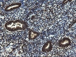 MPI Mouse anti-Human, Clone: OTI4G7, lyophilized, TrueMAB 100 &mu;g; Unconjugated:Antibodies,
