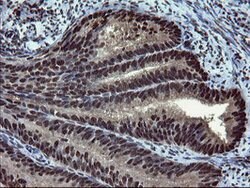 MPI Mouse anti-Human, Clone: OTI4G7, lyophilized, TrueMAB 100 &mu;g; Unconjugated:Antibodies,