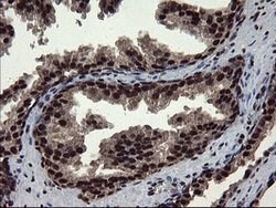 MPI Mouse anti-Human, Clone: OTI4G7, lyophilized, TrueMAB 100 &mu;g; Unconjugated:Antibodies,