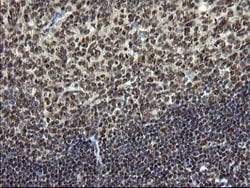 MPI Mouse anti-Human, Clone: OTI4G7, lyophilized, TrueMAB 100 &mu;g; Unconjugated:Antibodies,