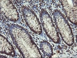 MPI Mouse anti-Human, Clone: OTI4G7, lyophilized, TrueMAB 100 &mu;g; Unconjugated:Antibodies,