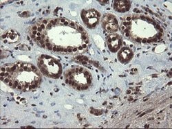MPI Mouse anti-Human, Clone: OTI4G7, lyophilized, TrueMAB 100 &mu;g; Unconjugated:Antibodies,