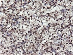 MPI Mouse anti-Human, Clone: OTI4G7, lyophilized, TrueMAB 100 &mu;g; Unconjugated:Antibodies,