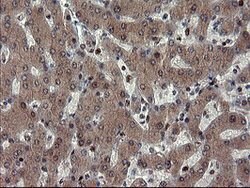 MPI Mouse anti-Human, Clone: OTI4G7, lyophilized, TrueMAB 100 &mu;g; Unconjugated:Antibodies,