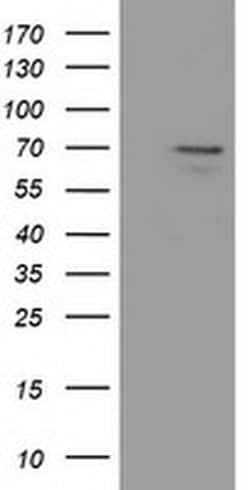 MPP3 Monoclonal Antibody (OTI8F1), TrueMAB , OriGene 30 &mu;L; Unconjugated:Antibodies,