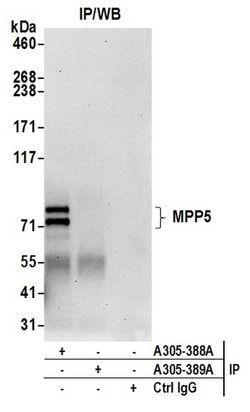 MPP5/Pals1 Rabbit anti-Human, Polyclonal, Bethyl Laboratories 100 &mu;L;
