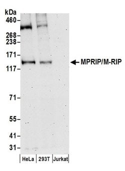 MPRIP/M-RIP Polyclonal Antibody, Bethyl Laboratories 20 &mu;L; Unconjugated:Antibodies,