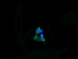 MPZL2 Monoclonal Antibody (OTI2C7), TrueMAB , OriGene 100 &mu;L; Unconjugated:Antibodies,