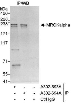 MRCKalpha Rabbit anti-Human, Polyclonal, Bethyl Laboratories 10 &mu;L;