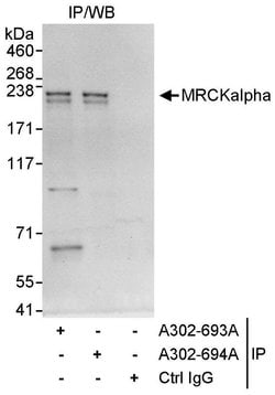 MRCKalpha Rabbit anti-Human, Polyclonal, Bethyl Laboratories 10 &mu;L;