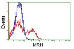 MRI1 Mouse anti-Human, Clone: OTI9H7, liquid, TrueMAB 100 &mu;L; Unconjugated:Antibodies,