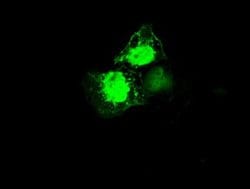 MRI1 Mouse anti-Human, Clone: OTI9H7, liquid, TrueMAB 100 &mu;L; Unconjugated:Antibodies,