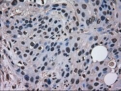 MRI1 Mouse anti-Human, Clone: OTI9H7, liquid, TrueMAB 100 &mu;L; Unconjugated:Antibodies,