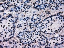 MRI1 Mouse anti-Human, Clone: OTI9H7, liquid, TrueMAB 100 &mu;L; Unconjugated:Antibodies,