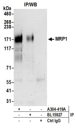 MRP1 Rabbit anti-Human, Polyclonal, Bethyl Laboratories 10 &mu;L; Unconjugated:Antibodies,