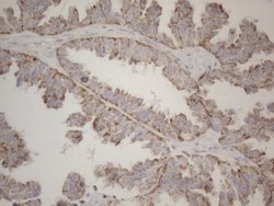 MRPL10 Monoclonal Antibody (OTI2B4), TrueMAB , OriGene 100 &mu;L; Unconjugated:Antibodies,