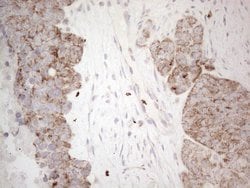 MRPL10 Monoclonal Antibody (OTI2B4), TrueMAB , OriGene 100 &mu;L; Unconjugated:Antibodies,