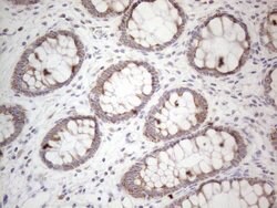 MRPL10 Monoclonal Antibody (OTI2B4), TrueMAB , OriGene 100 &mu;L; Unconjugated:Antibodies,