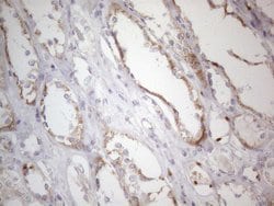 MRPL10 Monoclonal Antibody (OTI2B4), TrueMAB , OriGene:Antibodies:Primary