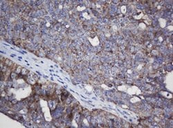 MRPL11 Monoclonal Antibody (OTI1E5), TrueMAB , OriGene 100 &mu;L; Unconjugated:Antibodies,