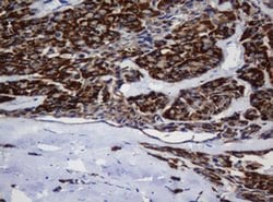 MRPL11 Monoclonal Antibody (OTI1E5), TrueMAB , OriGene 100 &mu;L; Unconjugated:Antibodies,