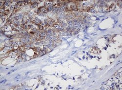 MRPL11 Monoclonal Antibody (OTI1E5), TrueMAB , OriGene 100 &mu;L; Unconjugated:Antibodies,