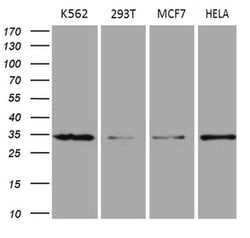 MRPL15 Mouse anti-Human, Clone: OTI10B10, liquid, TrueMAB 100 &mu;L; Unconjugated:Antibodies,