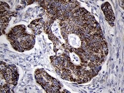 MRPL44 Mouse anti-Human, Clone: OTI3H5, lyophilized, TrueMAB 100 &mu;g | Buy Online | Origene Technologies | Fisher Scientific