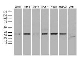 MRPL44 Mouse anti-Human, Clone: OTI3H5, lyophilized, TrueMAB 100 &mu;g | Buy Online | Origene Technologies | Fisher Scientific