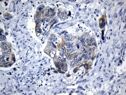 MRPL48 Monoclonal Antibody (OTI7F4), TrueMAB , OriGene 100 &mu;L; Unconjugated:Antibodies,
