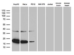 MRPL48 Monoclonal Antibody (OTI3C5), TrueMAB , OriGene:Antibodies:Primary