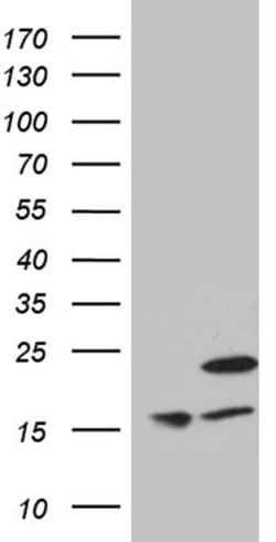 MRPL48 Monoclonal Antibody (OTI7F4), TrueMAB , OriGene:Antibodies:Primary