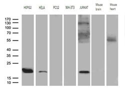 MRPL48 Monoclonal Antibody (OTI7F4), TrueMAB , OriGene 100 &mu;L; Unconjugated:Antibodies,