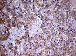 MRPS11 Monoclonal Antibody (OTI3D2), TrueMAB , OriGene 100 &mu;L; Unconjugated:Antibodies,