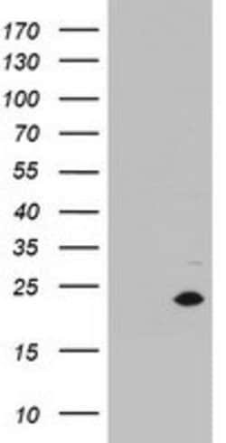 MRPS11 Mouse anti-Human, Clone: OTI2E1, lyophilized, TrueMAB 100 &mu;g;