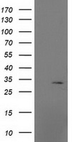 MRPS2 Monoclonal Antibody (OTI4D6), TrueMAB , OriGene:Antibodies:Primary